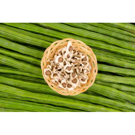 Natural & fair trade Moringa seeds from Haïti - Direct producer