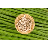 Graines de Moringa naturelles & équitables d'Haïti - Direct producteur