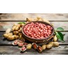 Organic & fairtrade raw peanuts from Uzbekistan