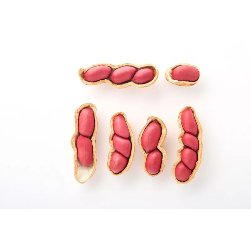 Cacahuètes ou arachides crues bio & fairtrade d'Ouzbékistan