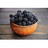 Organic & fair trade dried black mulberries from Uzbekistan