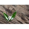 Organic & fairtrade Bourbon vanilla from Madagascar gourmet 14 / 17...