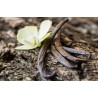 Organic & fairtrade Bourbon vanilla from Madagascar gourmet 14 / 17...