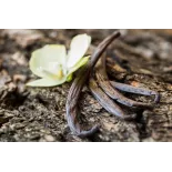 Vanille Bourbon de Madagascar gourmet 14/17cm bio & équitable - 3 G...