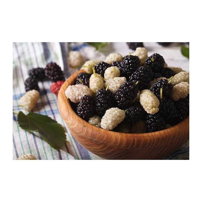 Organic & fair trade dried black & white mulberries from Uzbekistan