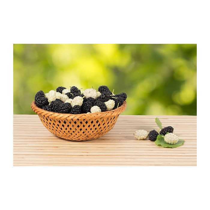 Organic & fair trade dried black & white mulberries from Uzbekistan
