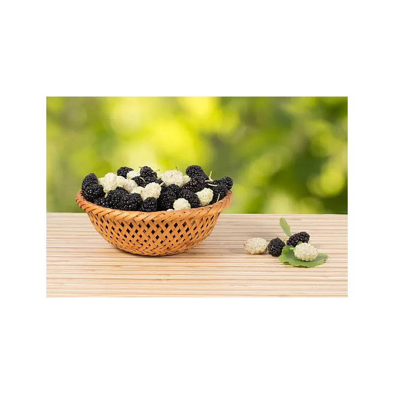 Organic & fair trade dried black & white mulberries from Uzbekistan
