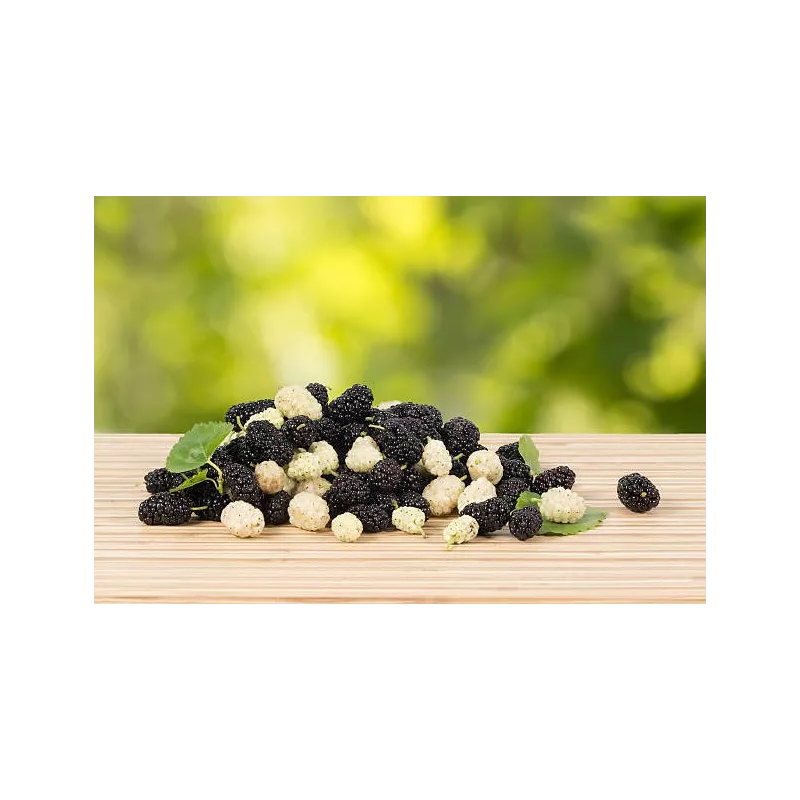 Organic & fair trade dried black & white mulberries from Uzbekistan