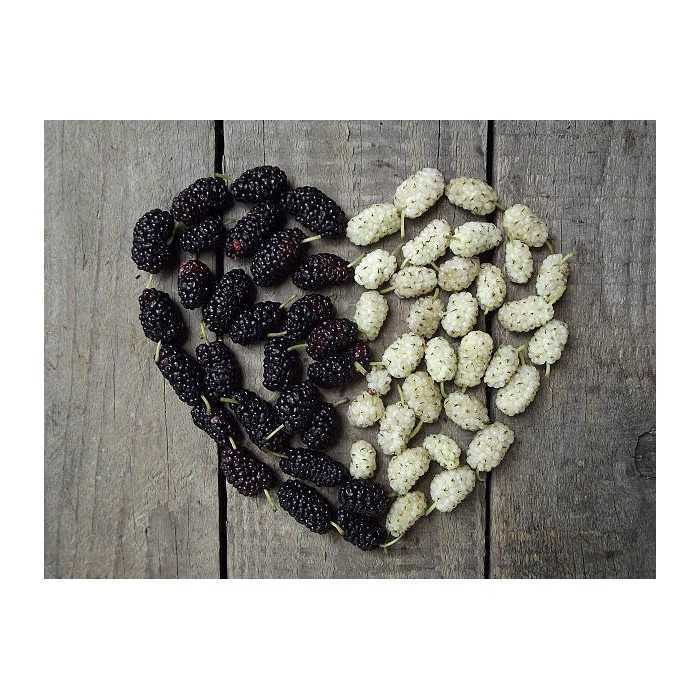 Organic & fair trade dried black & white mulberries from Uzbekistan