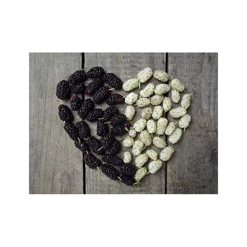 Organic & fair trade dried black & white mulberries from Uzbekistan