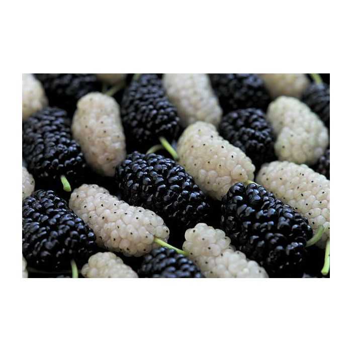 Organic & fair trade dried black & white mulberries from Uzbekistan