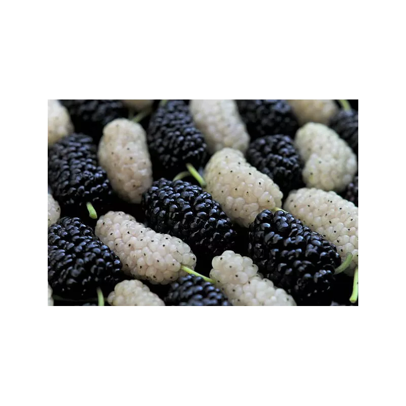 Organic & fair trade dried black & white mulberries from Uzbekistan