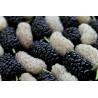 Organic & fair trade dried black & white mulberries from Uzbekistan
