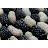 Organic & fair trade dried black & white mulberries from Uzbekistan