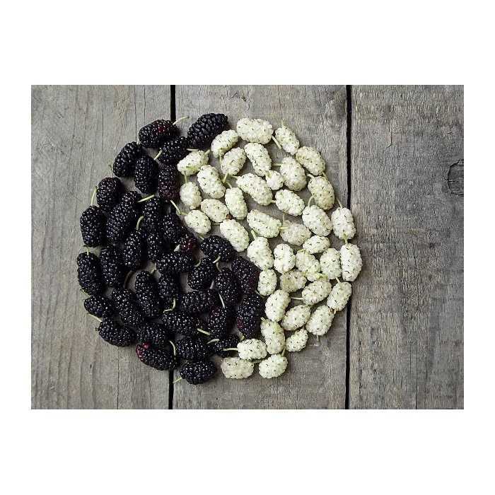 Organic & fair trade dried black & white mulberries from Uzbekistan
