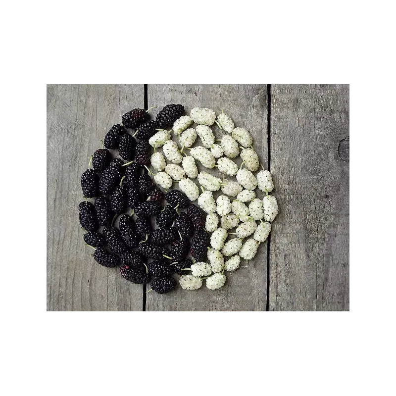 Organic & fair trade dried black & white mulberries from Uzbekistan