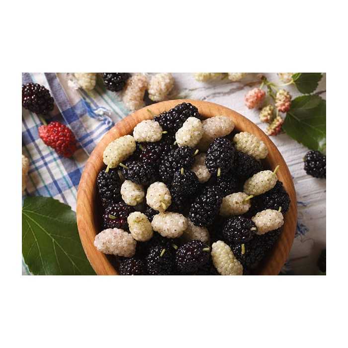 Organic & fair trade dried black & white mulberries from Uzbekistan