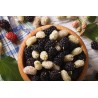 Organic & fair trade dried black & white mulberries from Uzbekistan