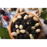 Organic & fair trade dried black & white mulberries from Uzbekistan