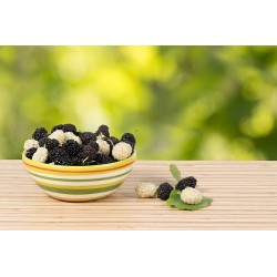 Mulberries noires &...