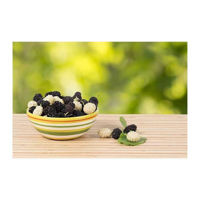 Organic & fair trade dried black & white mulberries from Uzbekistan