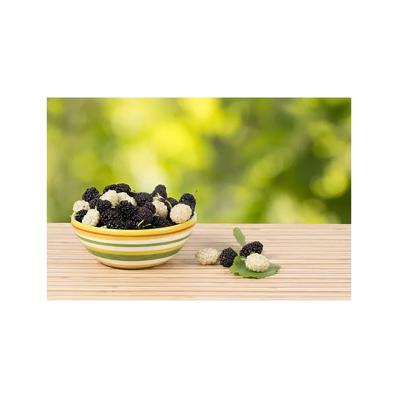 Organic & fair trade dried black & white mulberries from Uzbekistan