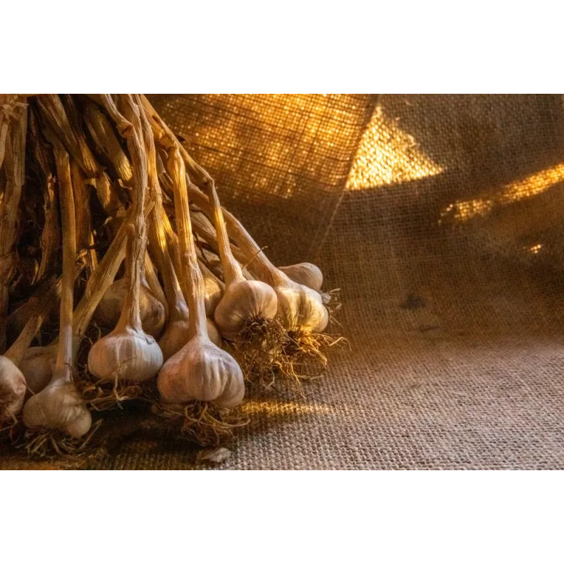 Ail fumé IGP d'Arleux - Direct Producteur