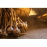 Smoked Garlic PGI from Arleux - Direct Producer