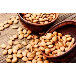 Raw organic & fairtrade dried shelled apricot kernels from Uzbekistan