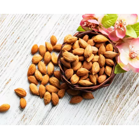 Raw organic & fairtrade dried shelled apricot kernels from Uzbekistan