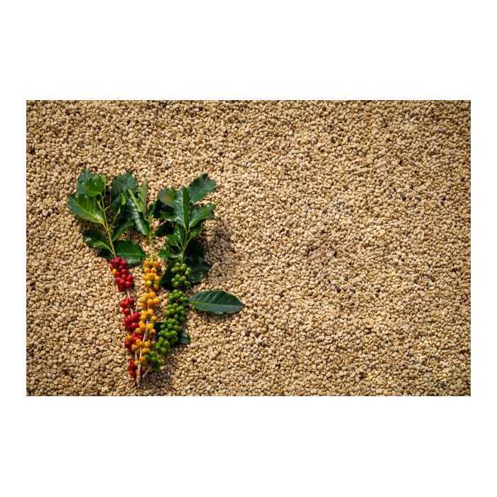Blue Mountain Green Coffee Bean from Jamaica