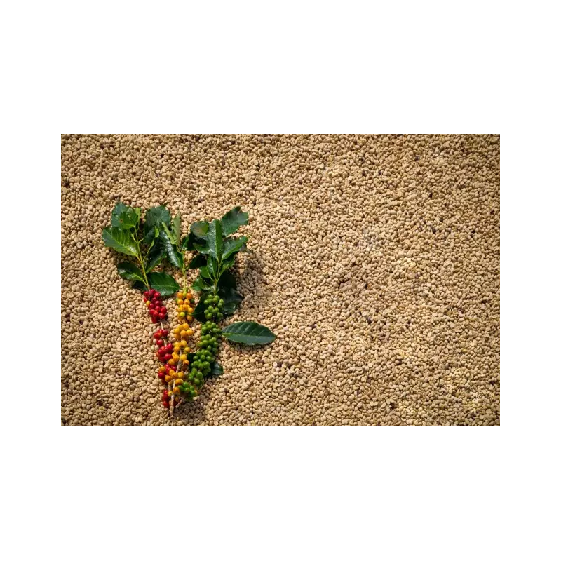 Blue Mountain Green Coffee Bean from Jamaica