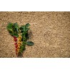 Blue Mountain Green Coffee Bean from Jamaica