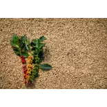 Blue Mountain Green Coffee Bean from Jamaica Blue Mountain Green Coffee Bean from Jamaica