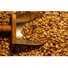 Blue Mountain Green Coffee Bean from Jamaica