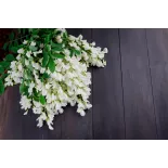 fleur d'acacia séchée bio de France - Direct producteur