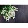 organic dried acacia flower from France - Direct producer