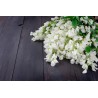 organic dried acacia flower from France - Direct producer