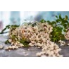 organic dried acacia flower from France - Direct producer