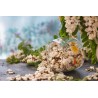 organic dried acacia flower from France - Direct producer