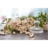 fleur d'acacia séchée bio de France - Direct producteur