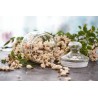 organic dried acacia flower from France - Direct producer