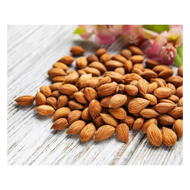Raw organic & fairtrade dried shelled apricot kernels from Uzbekistan
