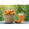 Organic red apricot vinegar PDO from Roussillon Made in France- Dir...