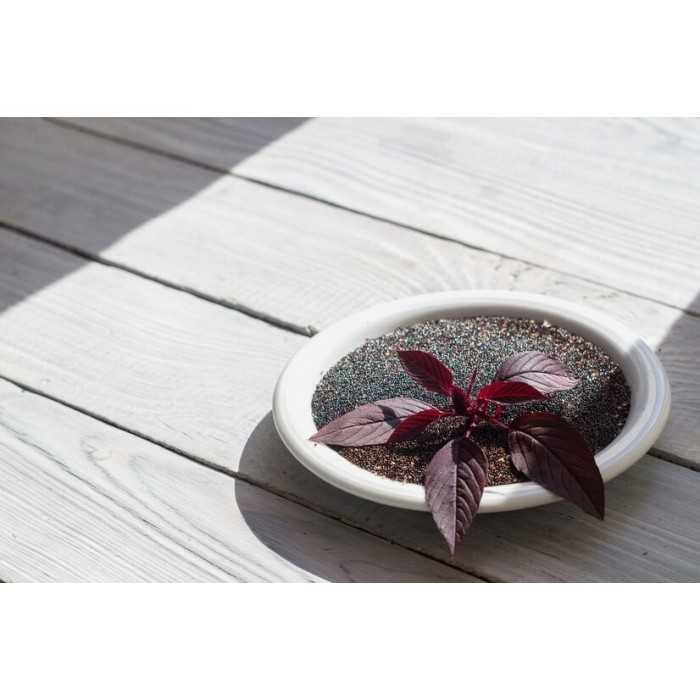 Organic Black Amaranth Seeds from France - Direct producer