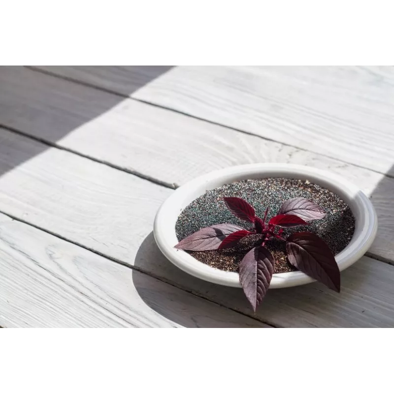 Organic Black Amaranth Seeds from France - Direct producer