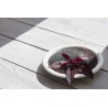 Organic Black Amaranth Seeds from France - Direct producer