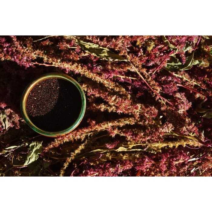 Graines d'Amarante Noires Bio de France - Direct producteur