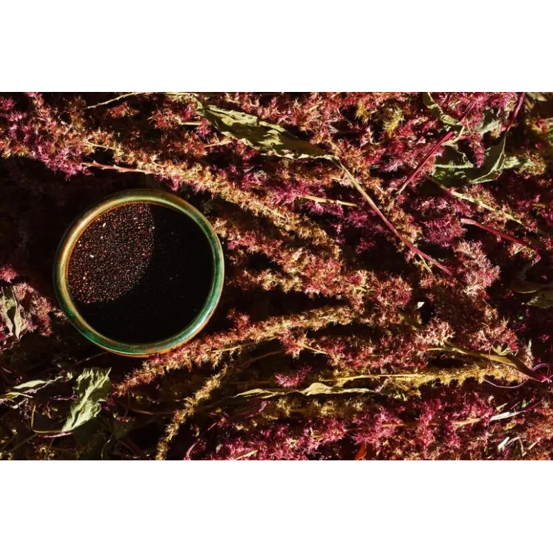 Organic Black Amaranth Seeds from France - Direct producer