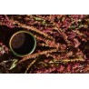 Organic Black Amaranth Seeds from France - Direct producer